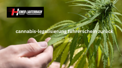 cannabis-legalisierung führerschein zurück