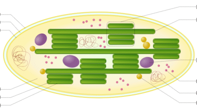 Chloroplast Beschriftet