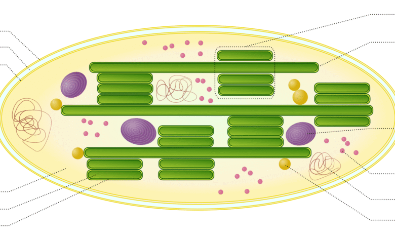 Chloroplast Beschriftet